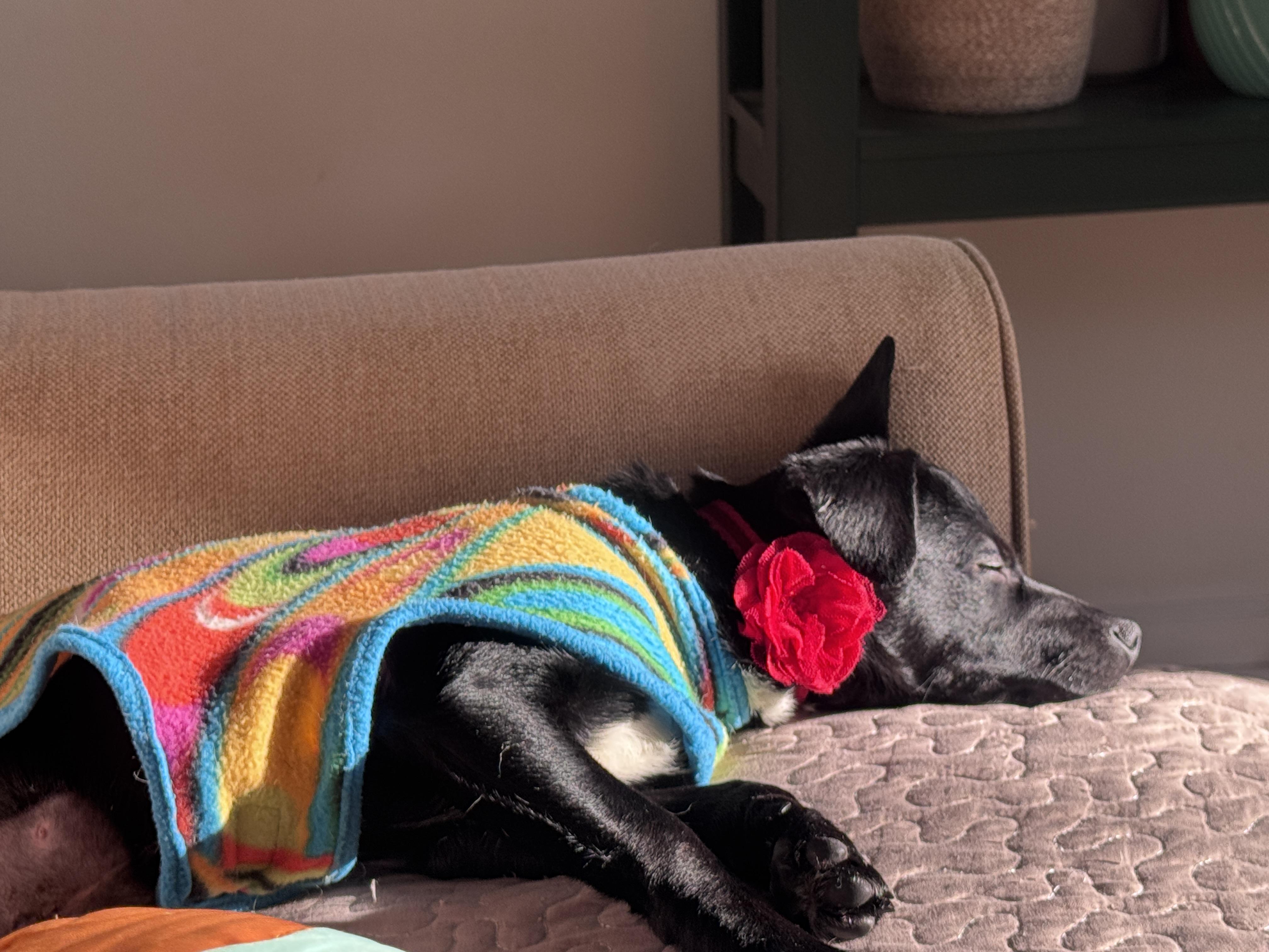 Enlarge Dorothy, an adopted Terrier in Lexington, KY image 3/3