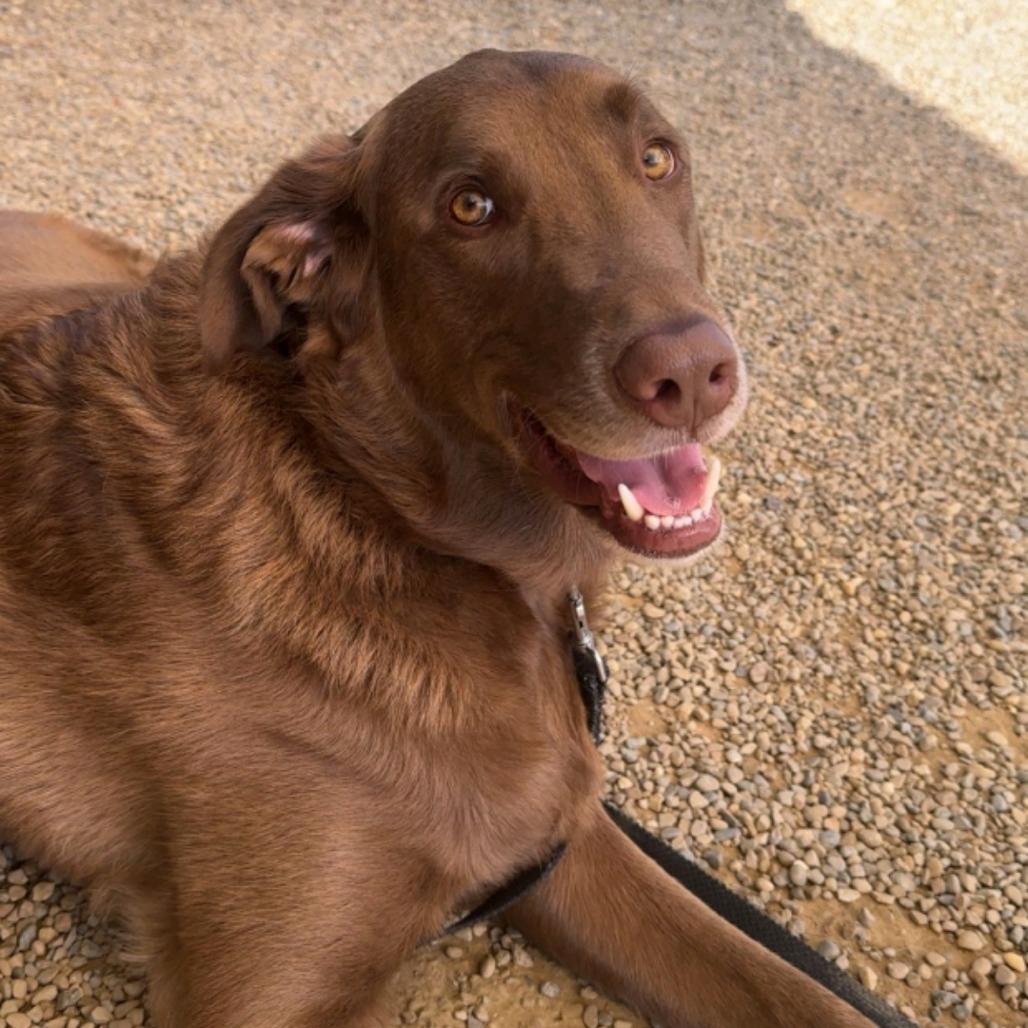 Snickers thumbnail 2