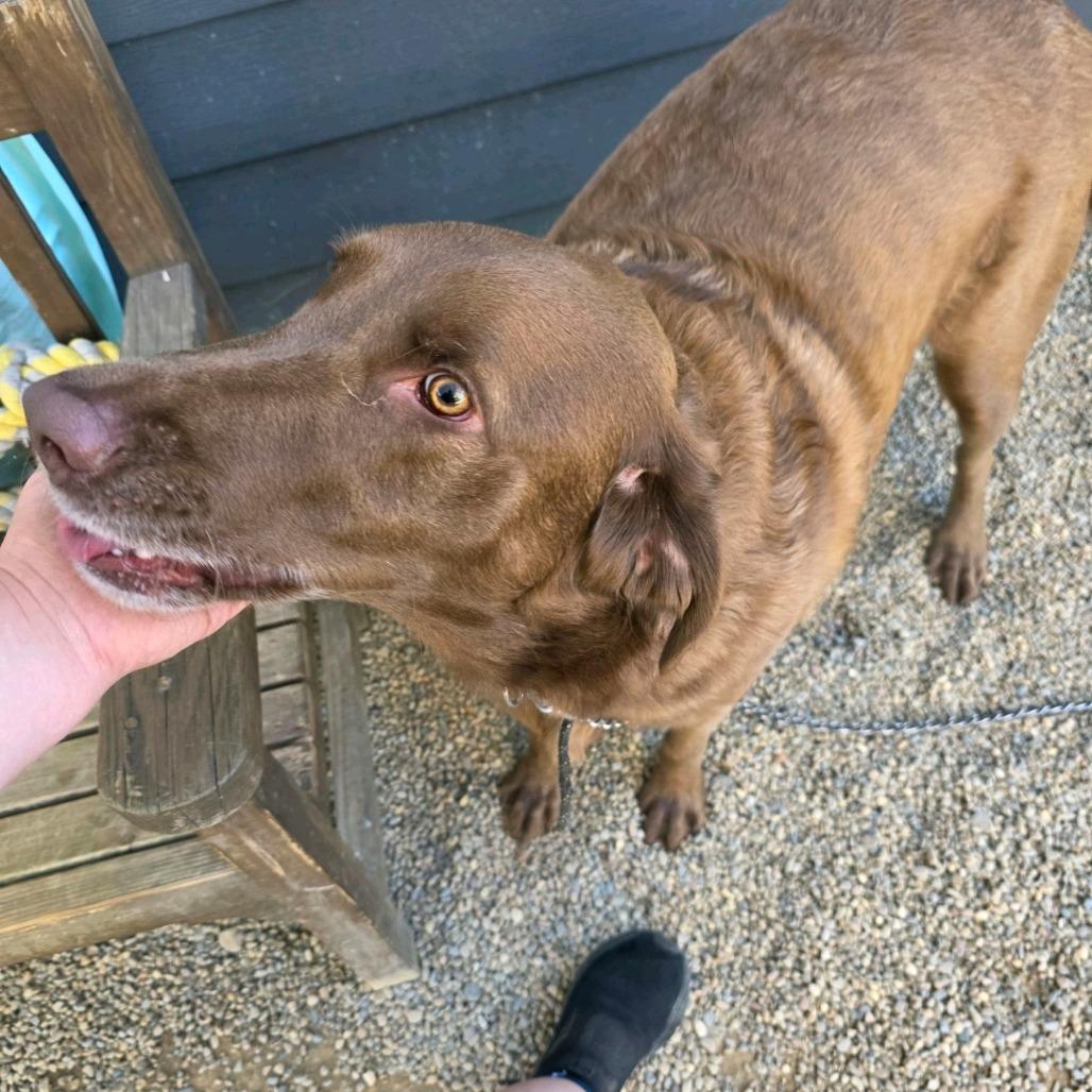 Snickers thumbnail 3