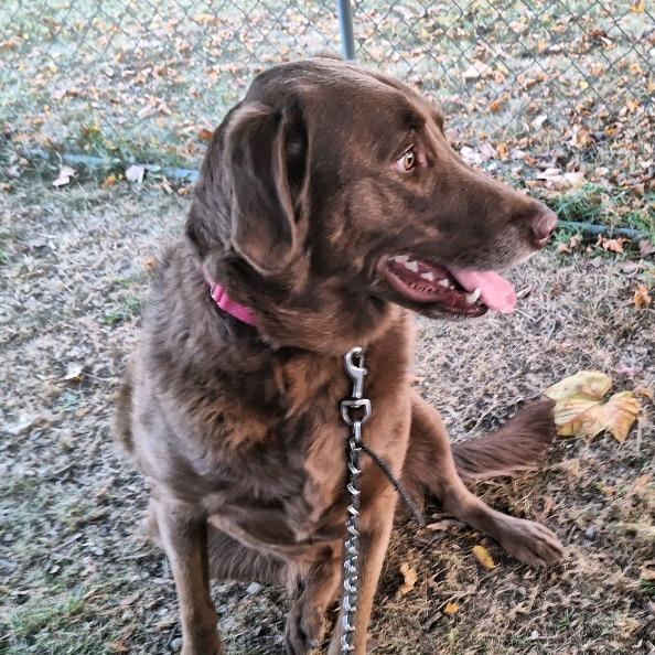 Snickers thumbnail 4