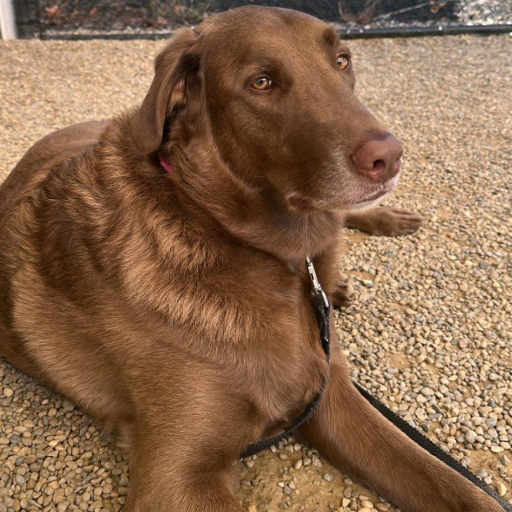 Snickers thumbnail 5