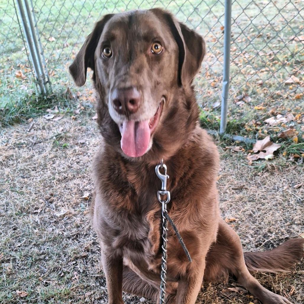 Snickers thumbnail 6