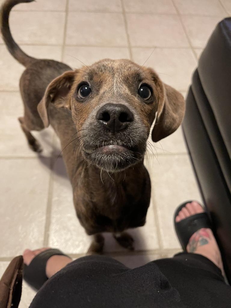 Squidward (In Foster), Adoptable, Young Male Terrier.