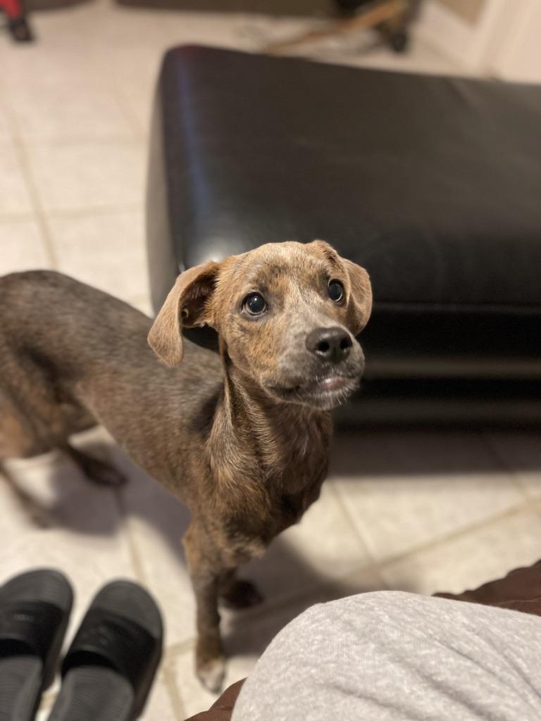 Squidward (In Foster), a Adoptable Terrier in New Orleans, LA image 2/3