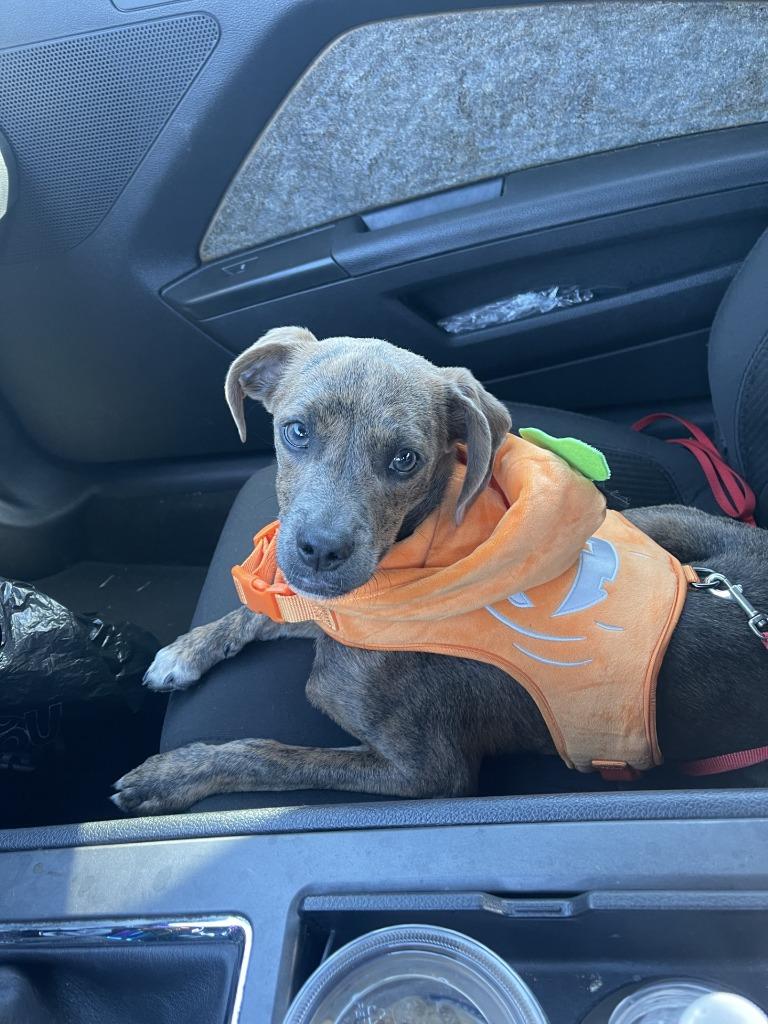 Squidward (In Foster), a Adoptable Terrier in New Orleans, LA image 3/3