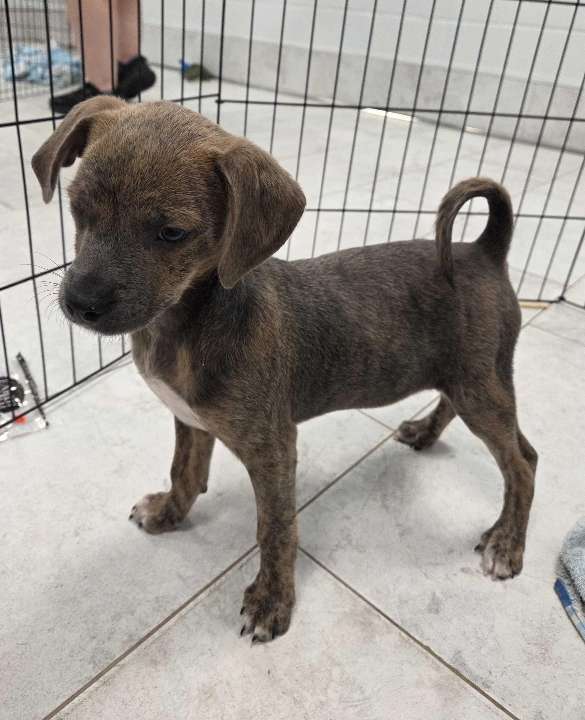 Squidward (In Foster)