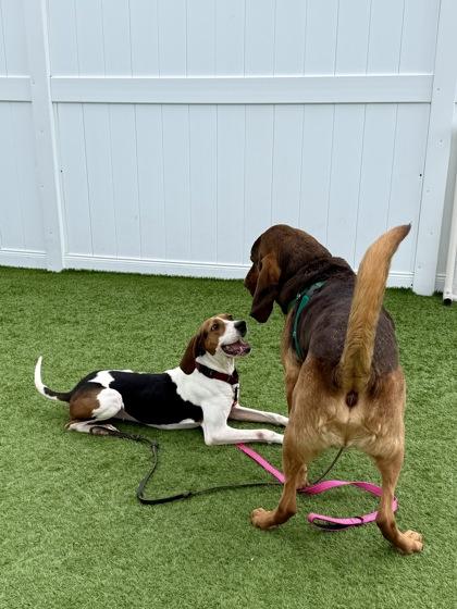 Enlarge Delta, a ADOPTABLE Treeing Walker Coonhound in Downers Grove, IL image 3/3