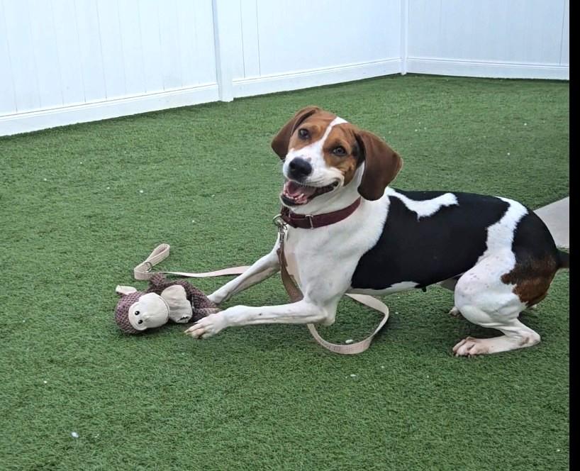 Delta, ADOPTABLE, Adult Female Treeing Walker Coonhound.