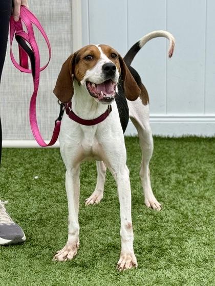 Enlarge Delta, a ADOPTABLE Treeing Walker Coonhound in Downers Grove, IL image 2/3
