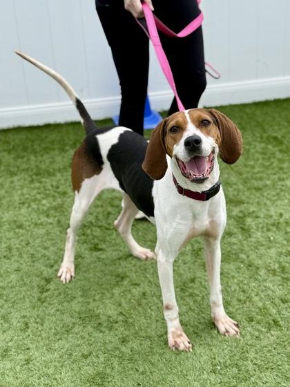 Delta, ADOPTABLE, Adult Female Treeing Walker Coonhound.