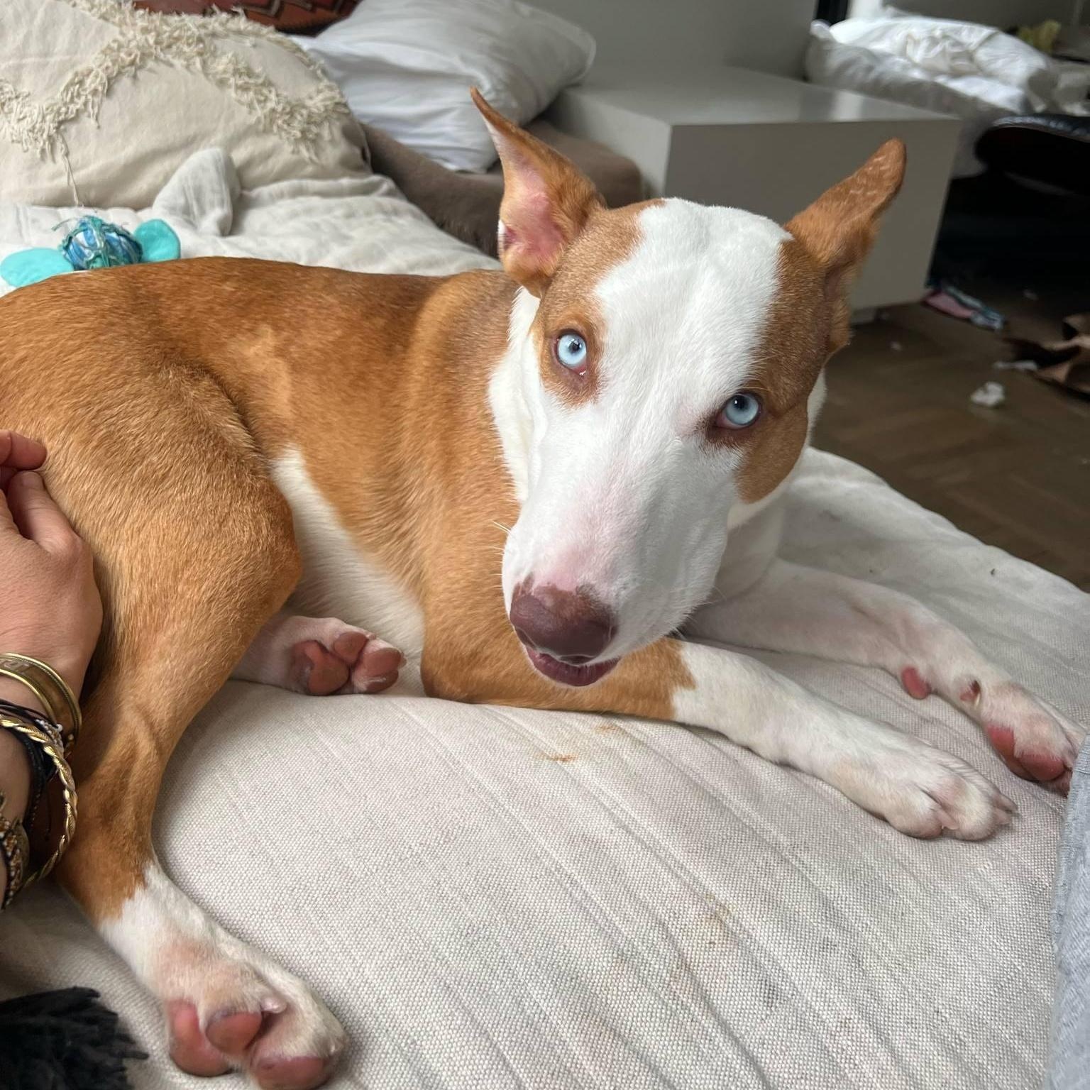 Dog for adoption - Striking Simba, an Ibizan Hound & Siberian Husky Mix ...