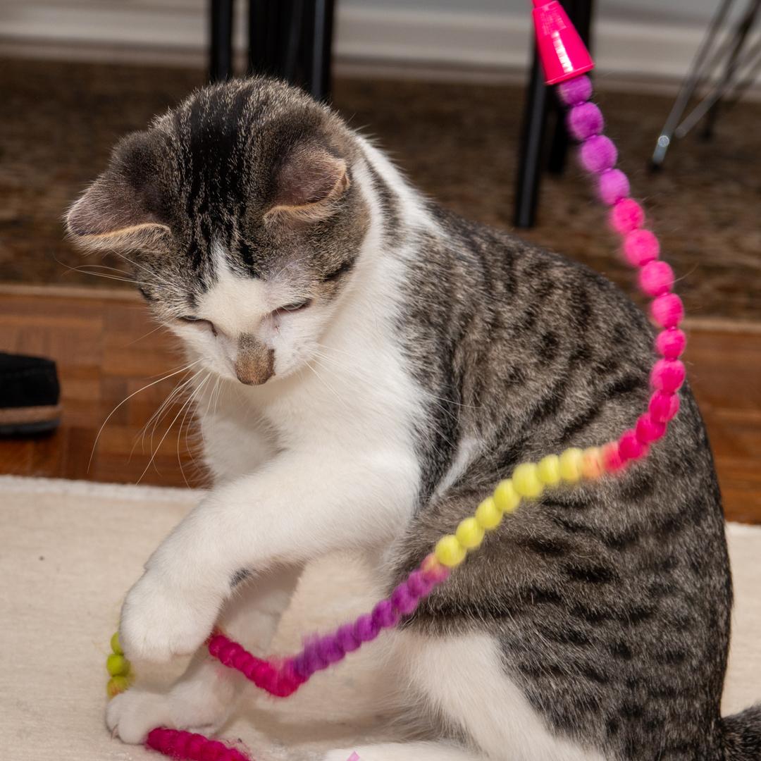 Enlarge Sonny & Fredo (Bonded Brothers), a Adoptable American Shorthair in Bloomfield, NJ image 3/6