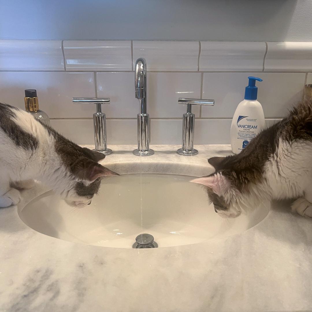 Enlarge Sonny & Fredo (Bonded Brothers), a Adoptable American Shorthair in Bloomfield, NJ image 5/6