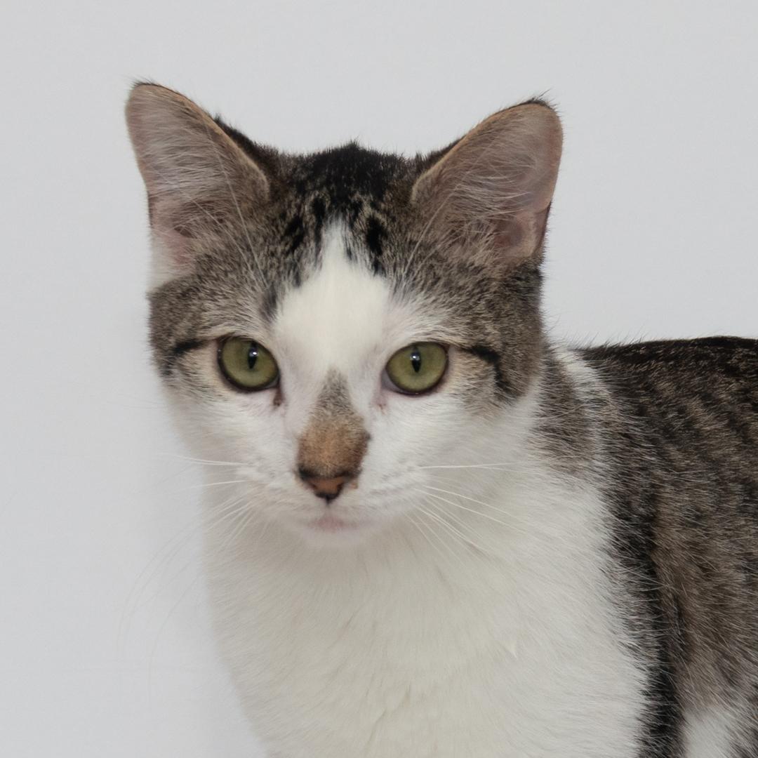 Enlarge Sonny & Fredo (Bonded Brothers), a Adoptable American Shorthair in Bloomfield, NJ image 2/6