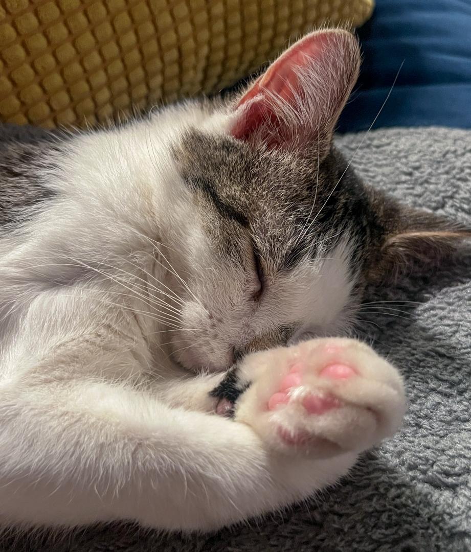 Enlarge Sonny & Fredo (Bonded Brothers), a Adoptable American Shorthair in Bloomfield, NJ image 6/6