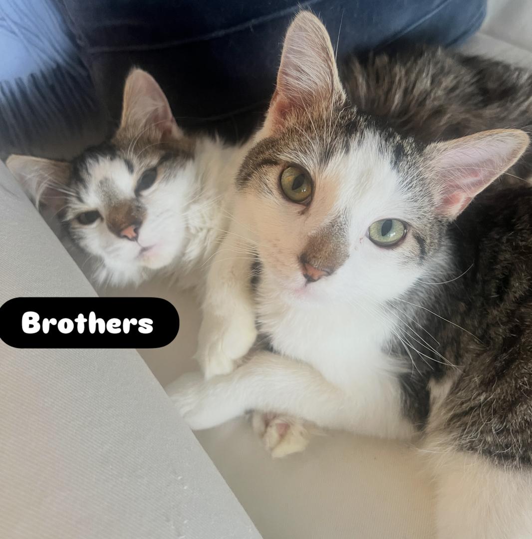 Sonny & Fredo (Bonded Brothers), Adoptable, Young Male American Shorthair.