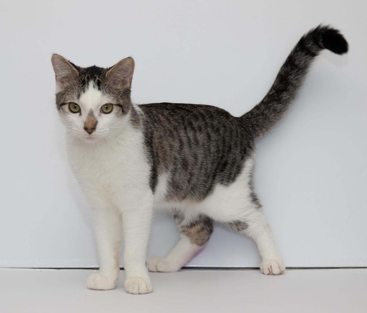 Enlarge Sonny & Fredo (Bonded Brothers), a Adoptable American Shorthair in Bloomfield, NJ image 4/6