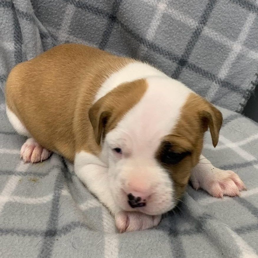 Sumi , ADOPTABLE, Puppy Female Staffordshire Bull Terrier.