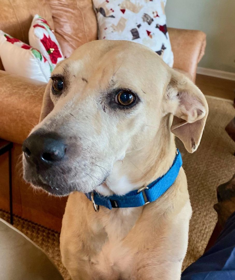 Enlarge Blondie, a Adoptable mixed breed image 1/1