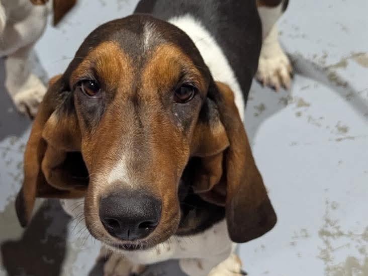 Bella Jr, Adoptable, Young Female Basset Hound.