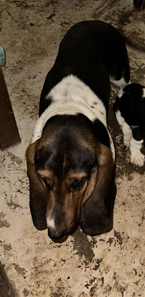 Enlarge Bella Jr, a Adoptable Basset Hound in Salt Lake City, UT image 2/2