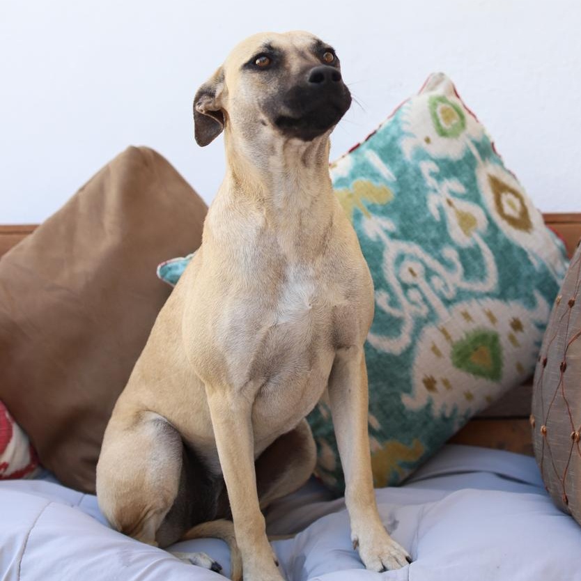 Vainilla, Adoptable, Young Female Mixed Breed.