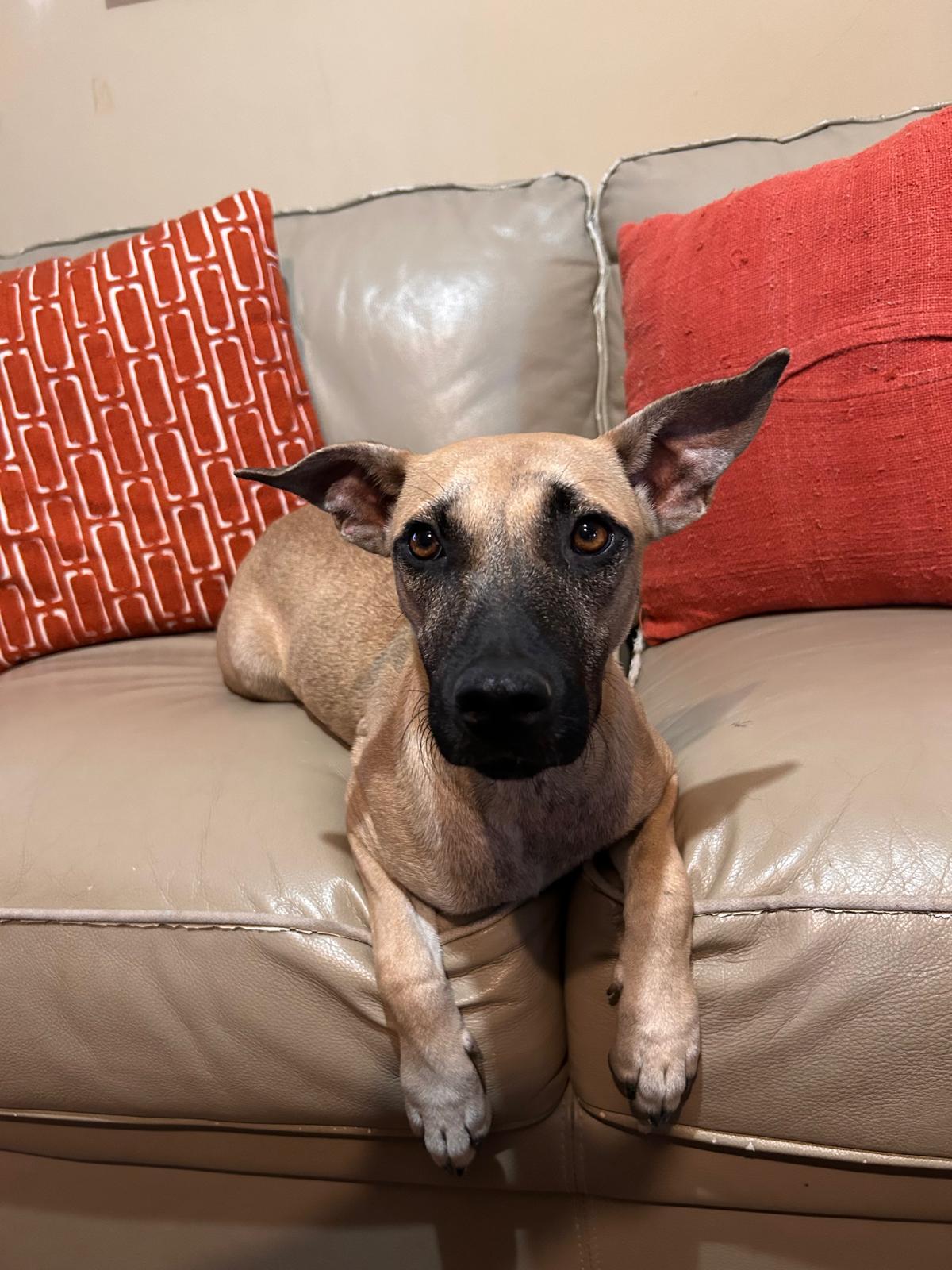 Vainilla, a Adoptable Mixed Breed in Puerto Peñasco, SON image 2/5