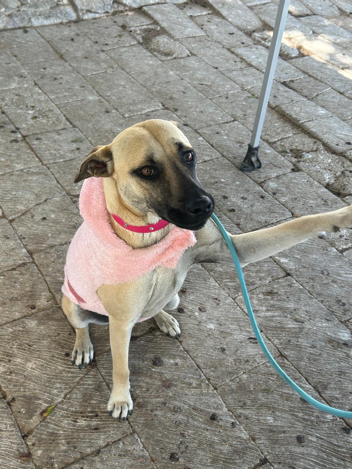 Vainilla, a Adoptable Mixed Breed in Puerto Peñasco, SON image 3/5