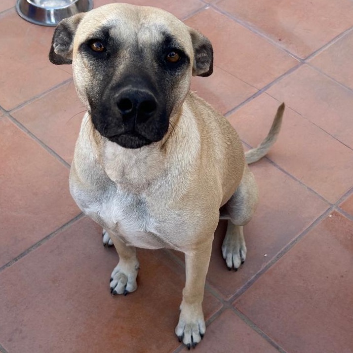 Vainilla, a Adoptable Mixed Breed in Puerto Peñasco, SON image 4/5