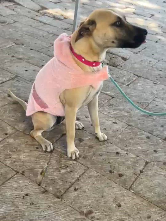 Enlarge Vainilla, a Adoptable Mixed Breed in Puerto Peñasco, SON video 5/5