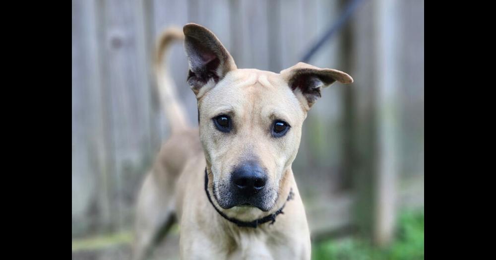 Scrappy, Adoptable, Young Male Shepherd.