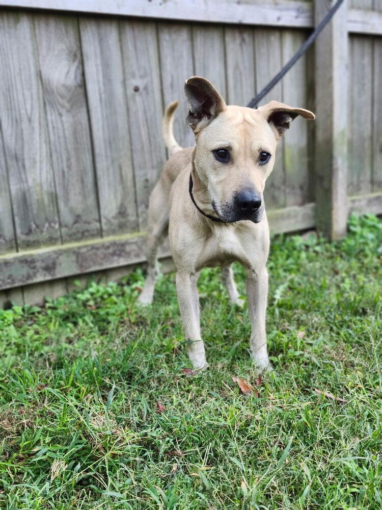 Scrappy, a Adoptable mixed breed in Naperville, IL image 2/6