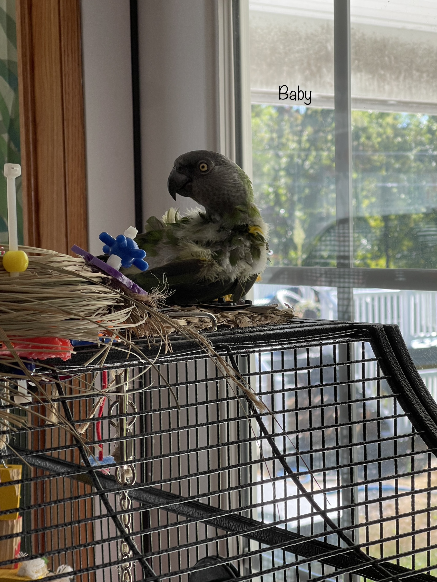 Enlarge Baby, a Adoptable Poicephalus / Senegal in Blairstown, NJ image 1/2