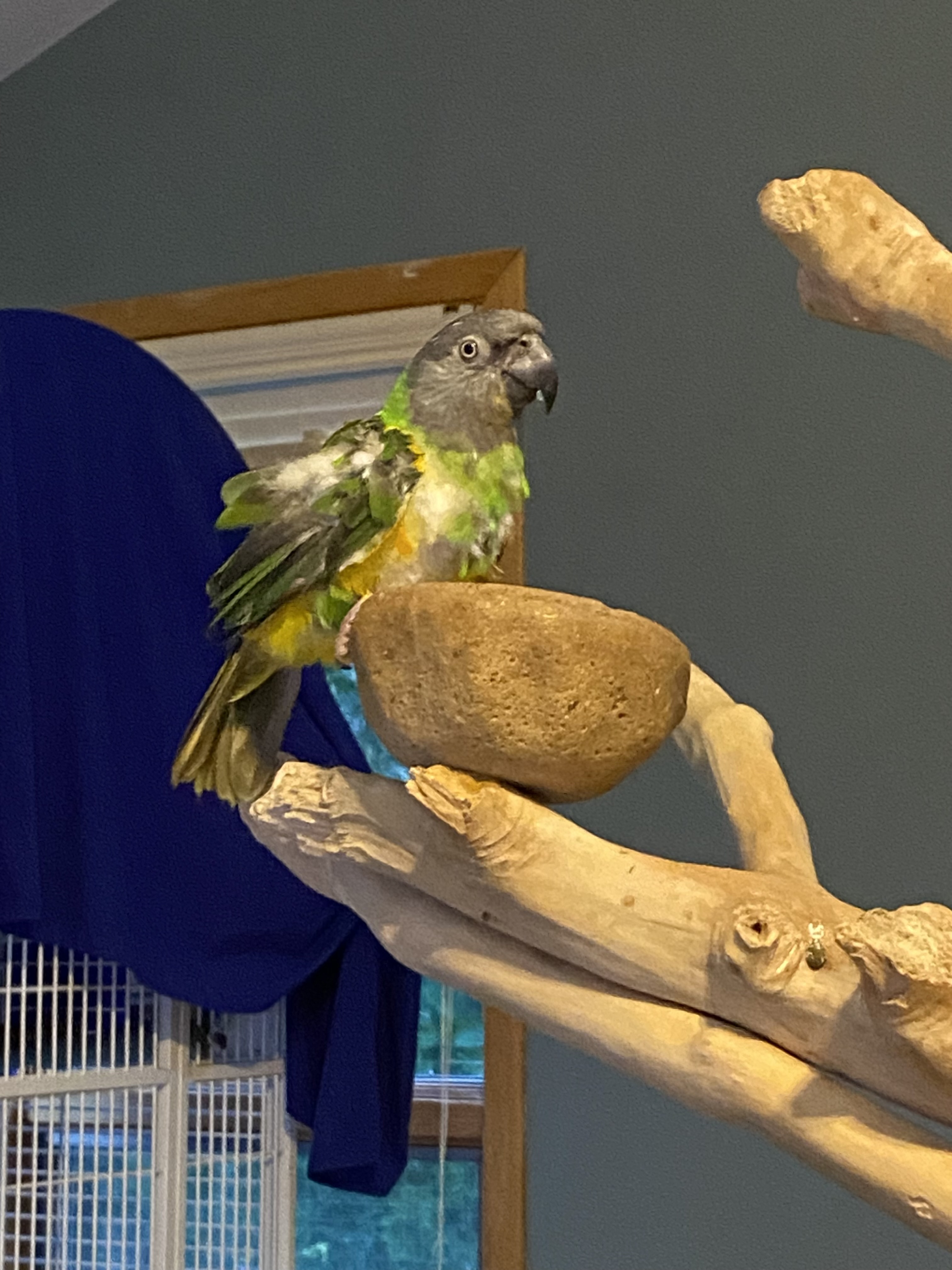Enlarge Baby, a Adoptable Poicephalus / Senegal in Blairstown, NJ image 2/2
