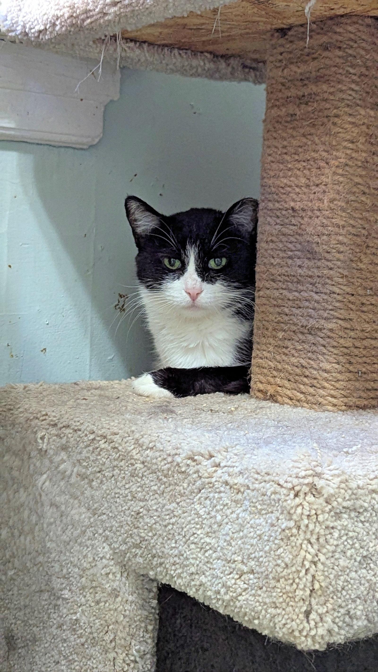 Enlarge MiMi, a Adoptable Tuxedo in Chicago, IL image 1/3