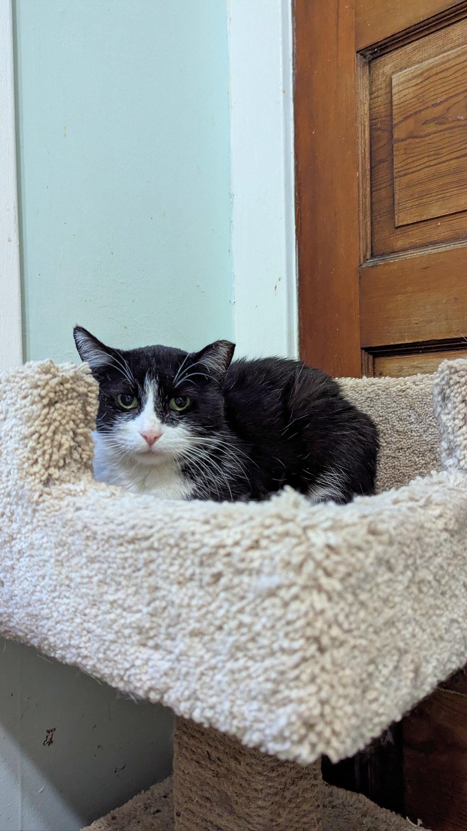 Enlarge MiMi, a Adoptable Tuxedo in Chicago, IL image 2/3