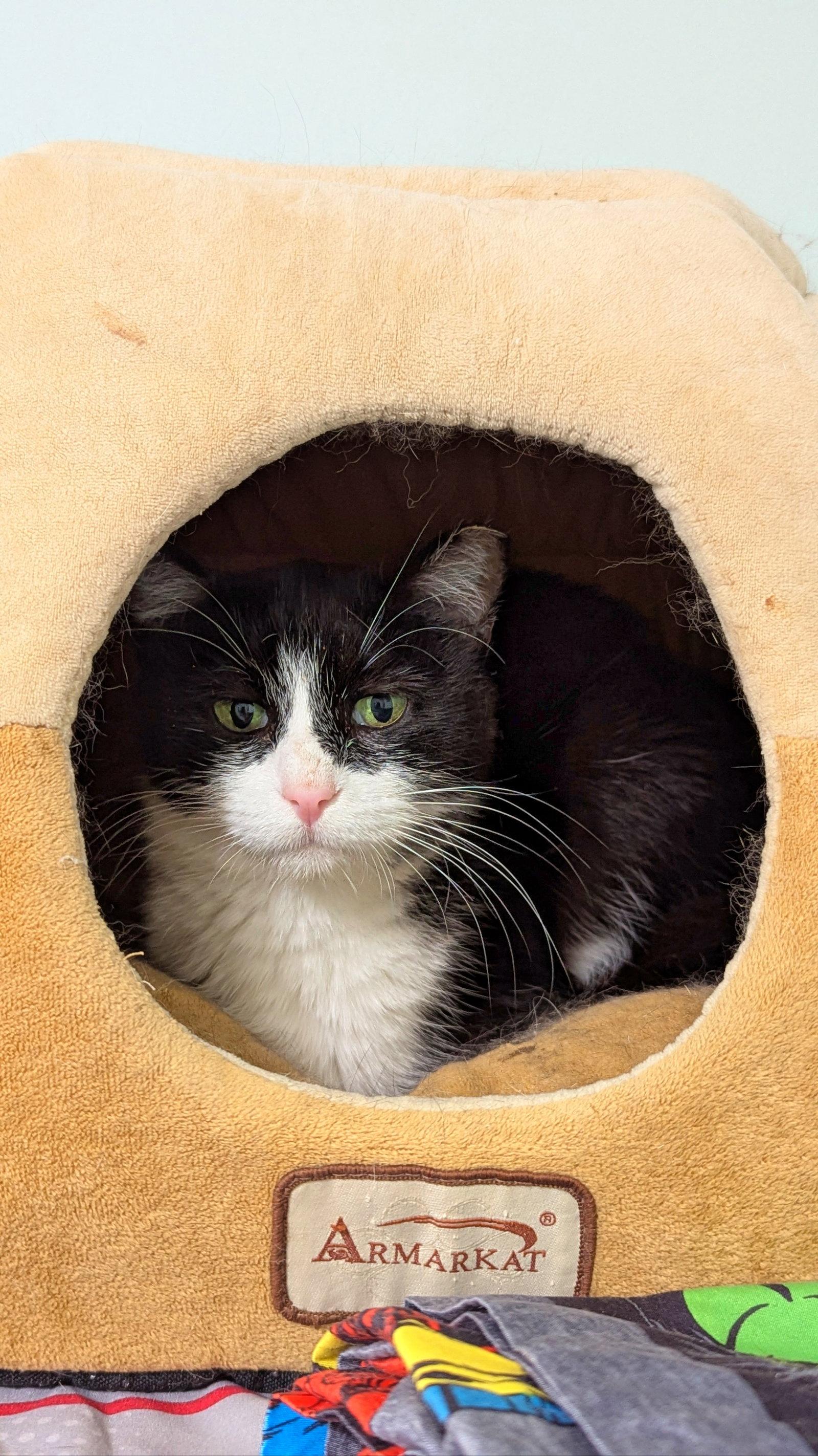 Enlarge MiMi, a Adoptable Tuxedo in Chicago, IL image 3/3