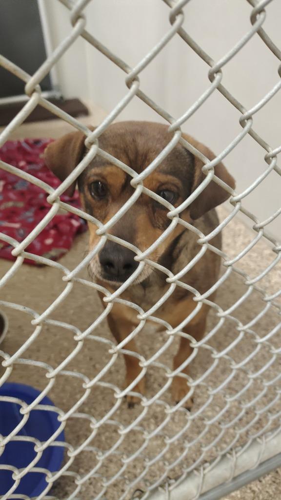 Sammy, a Adoptable Terrier in Great Bend, KS image 1/2