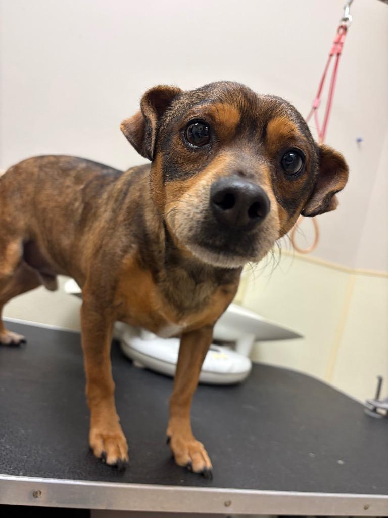 Sammy, a Adoptable Terrier in Great Bend, KS image 2/2