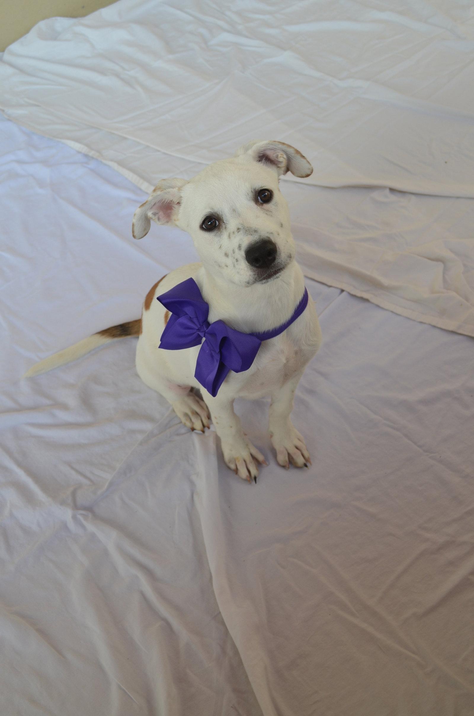 Pineapple, Adopted, Puppy Female Pit Bull Terrier.