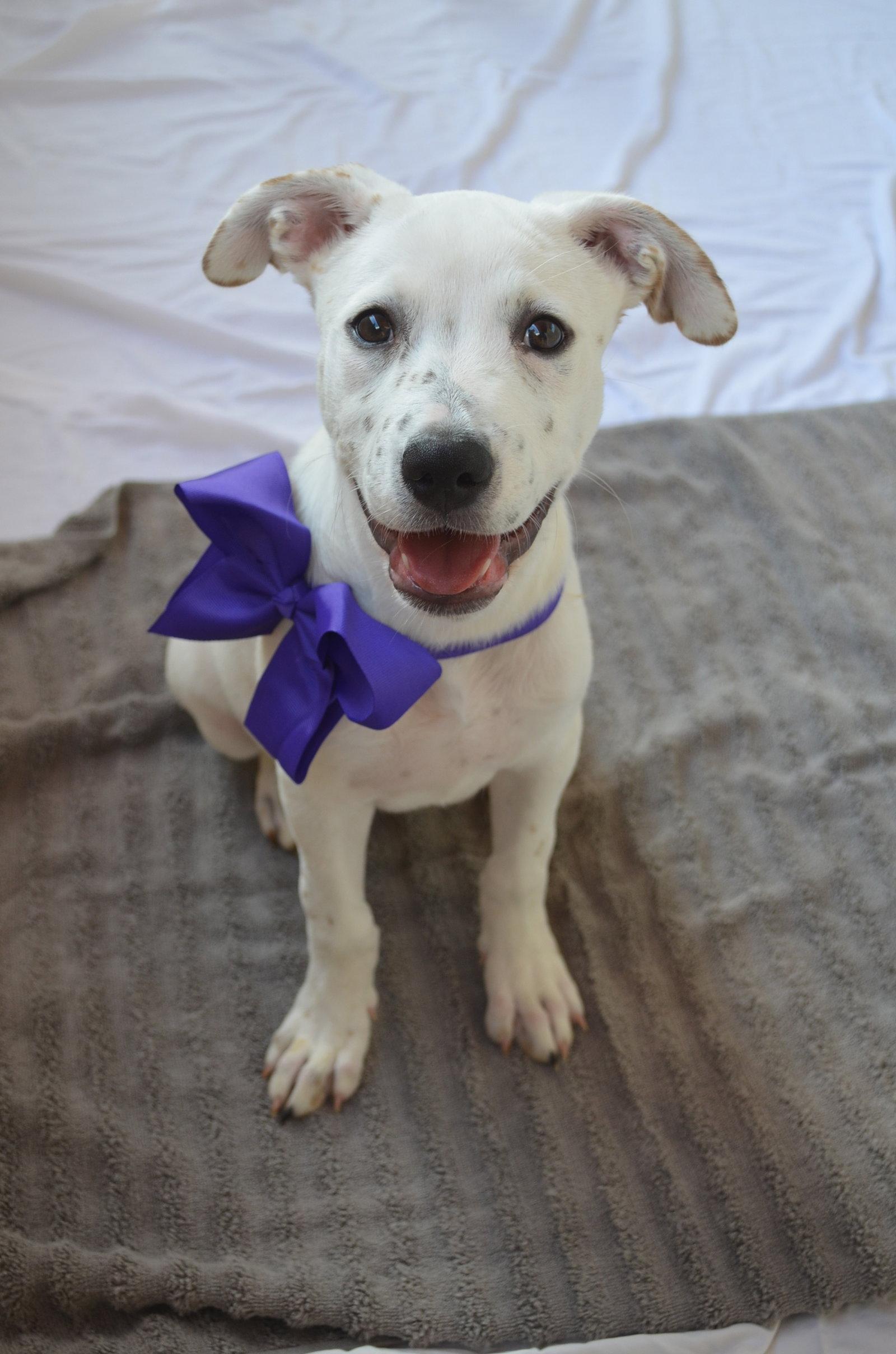 Enlarge Pineapple, a Adopted Pit Bull Terrier in McKinney, TX image 2/3