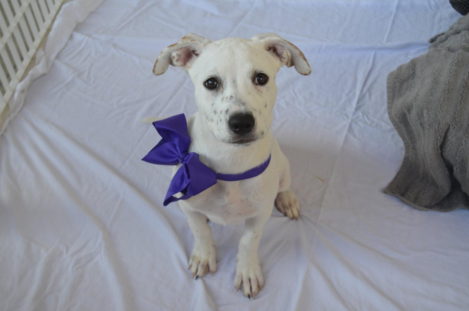 Enlarge Pineapple, a Adopted Pit Bull Terrier in McKinney, TX image 3/3