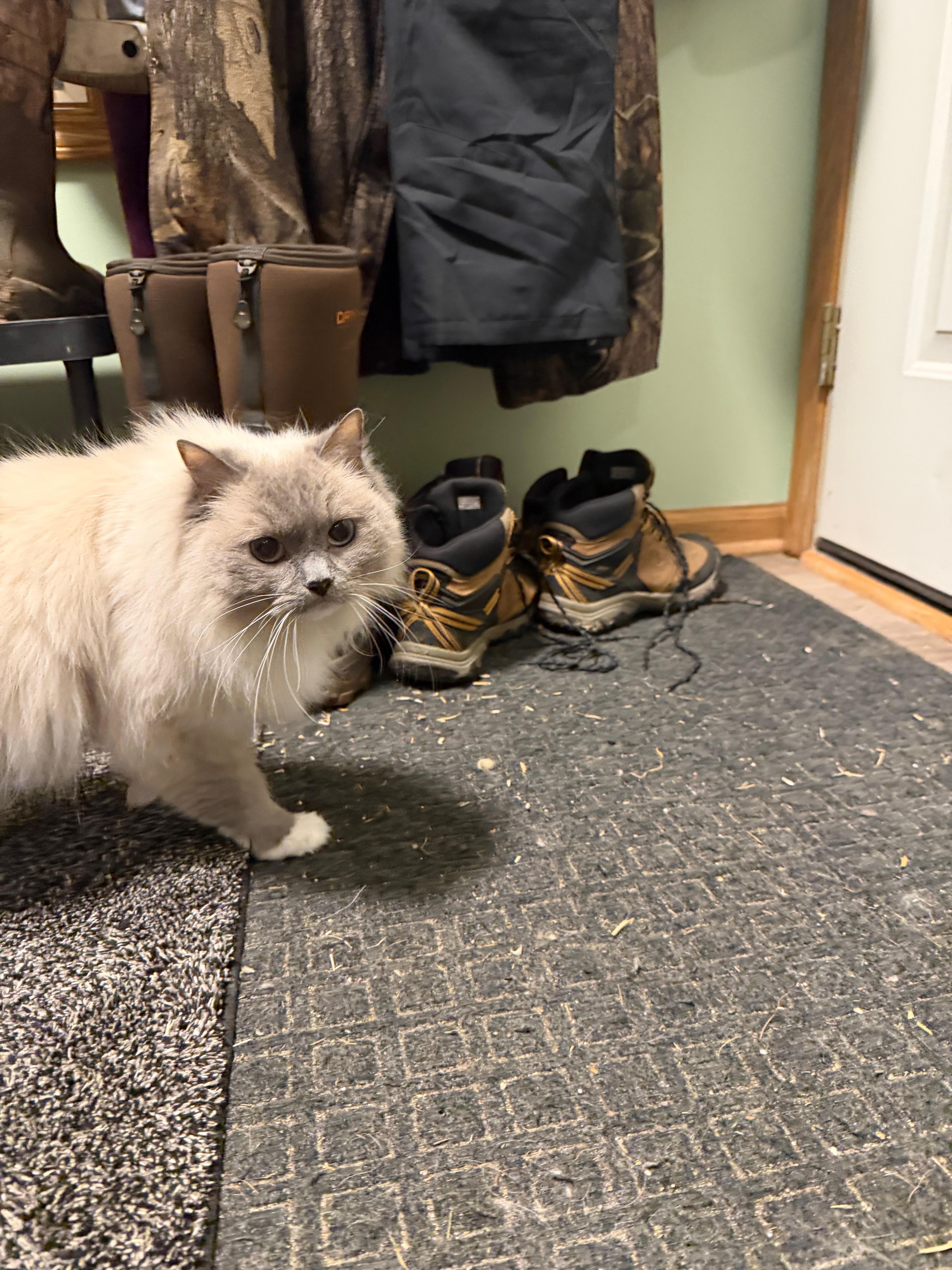 Lulu, a Adoptable Siamese in Wayland, MI image 2/2