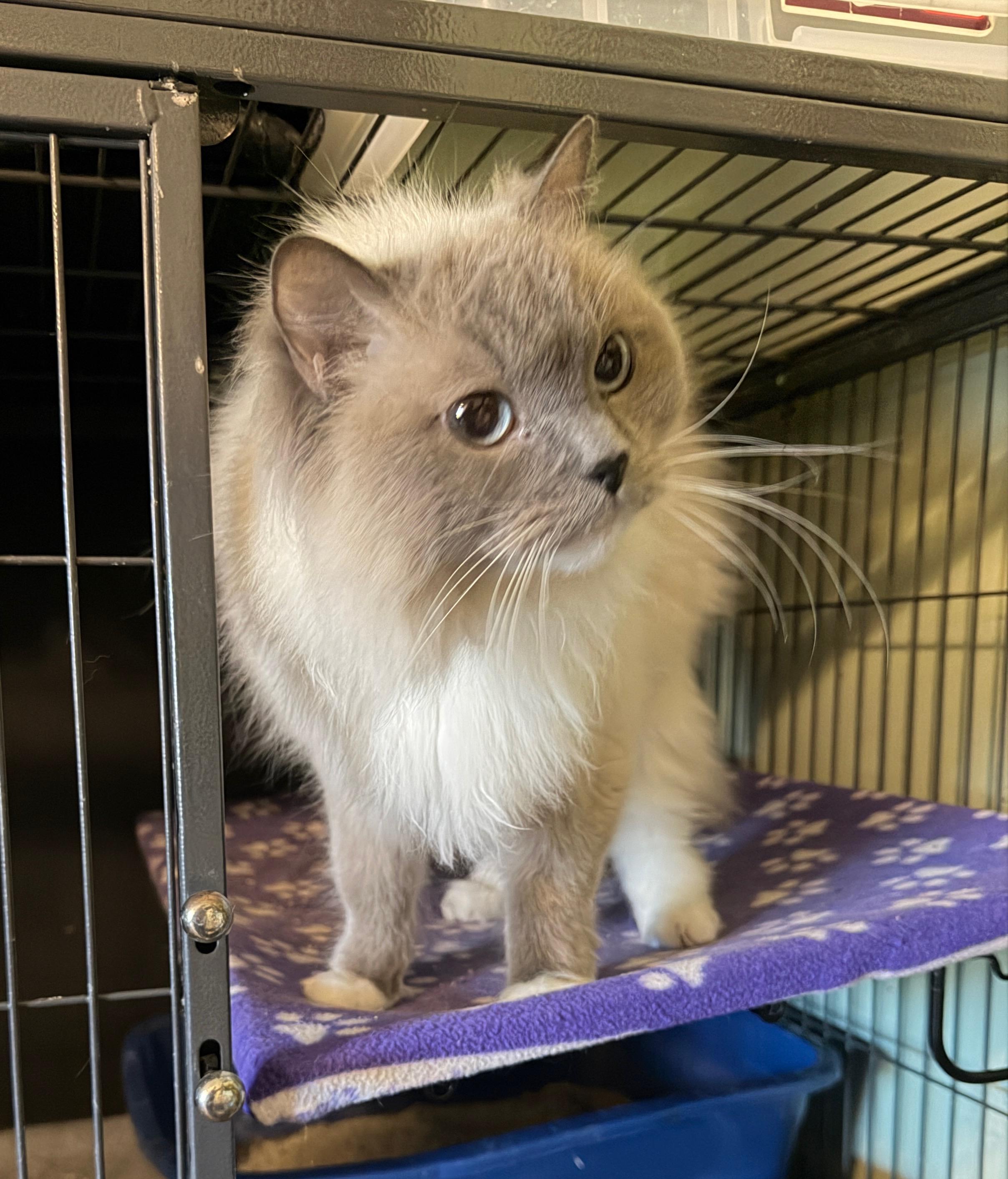 Lulu, Adoptable, Senior Female Siamese.