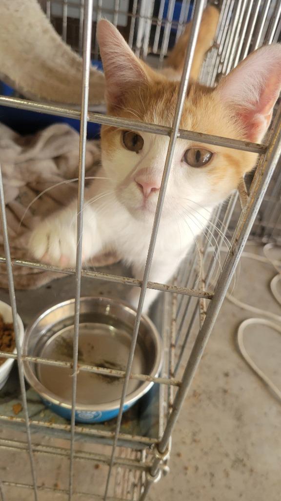 Felix, Adopted, Young Male Domestic Short Hair.