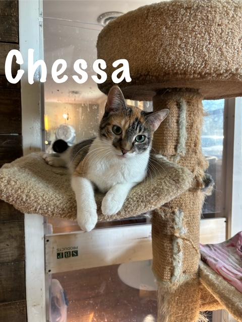 Enlarge Chessa, an adoptable American Shorthair in Perry, GA image 1/3