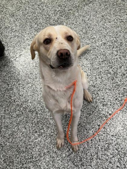 Enlarge Ian, a Adoptable mixed breed in Vincennes, IN image 1/1