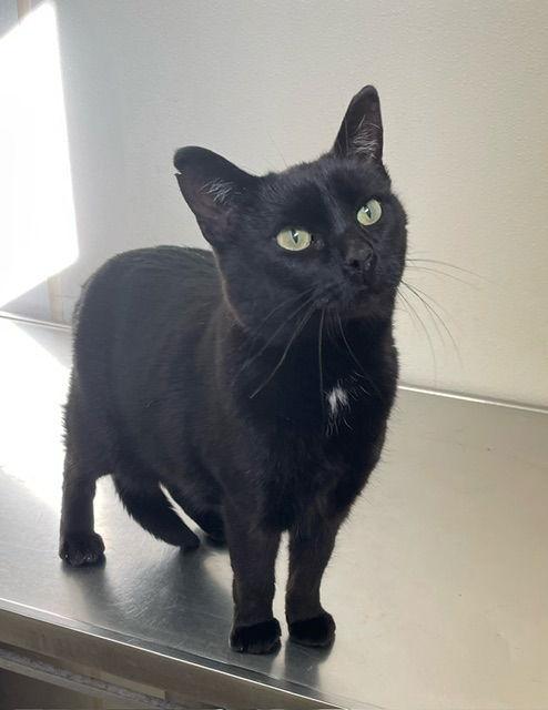 Enlarge Jessica - Black & White Cat - Foster Care, a Adoptable Domestic Short Hair in Mitchell, SD image 1/1