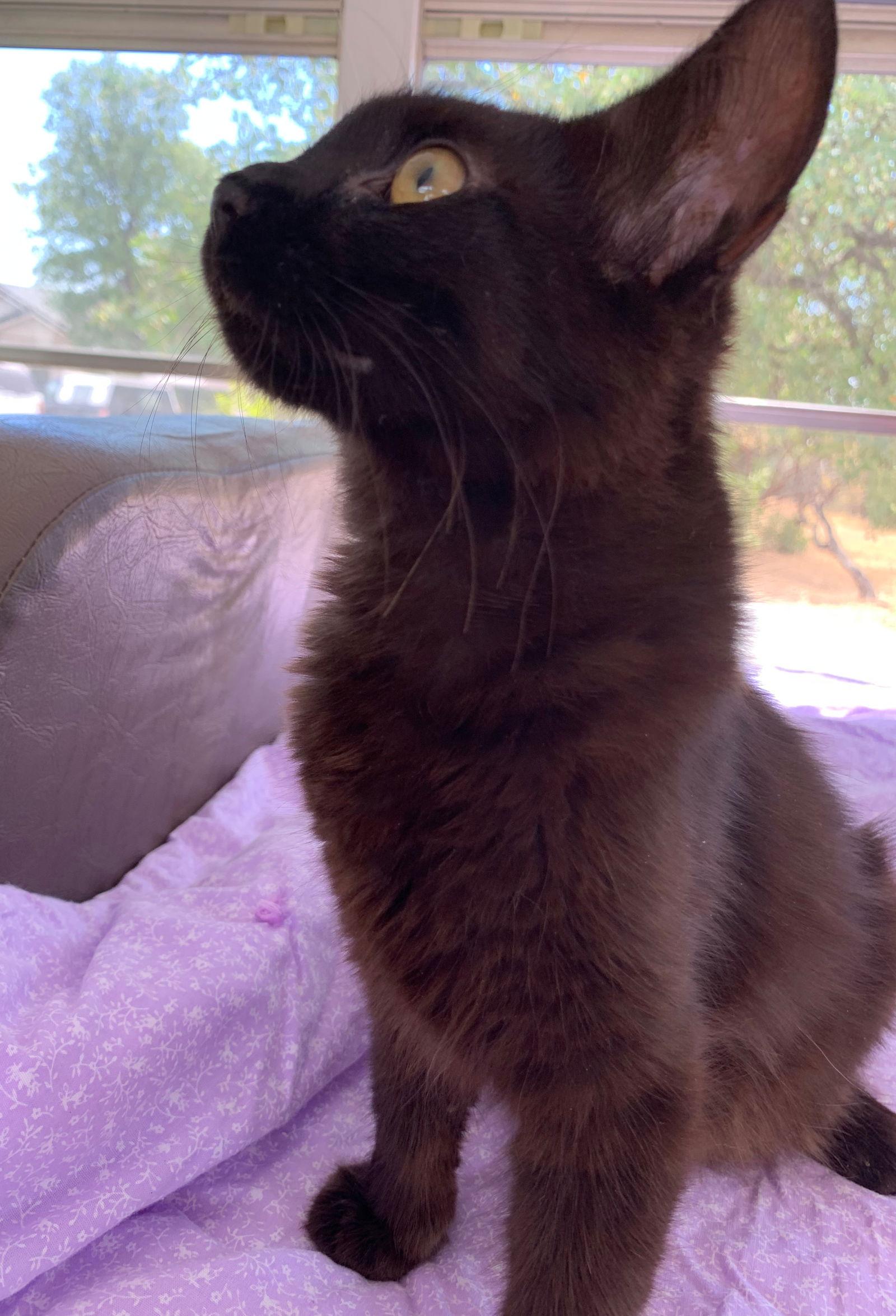 Nala, a Adoptable Domestic Medium Hair in Redding, CA image 1/6