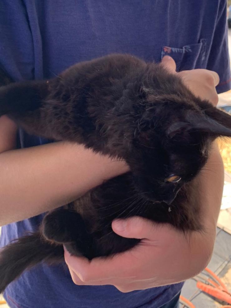 Nala, a Adoptable Domestic Medium Hair in Redding, CA image 2/6